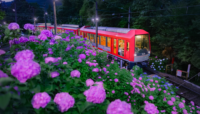 箱根登山鉄道「夜のあじさい号」運行